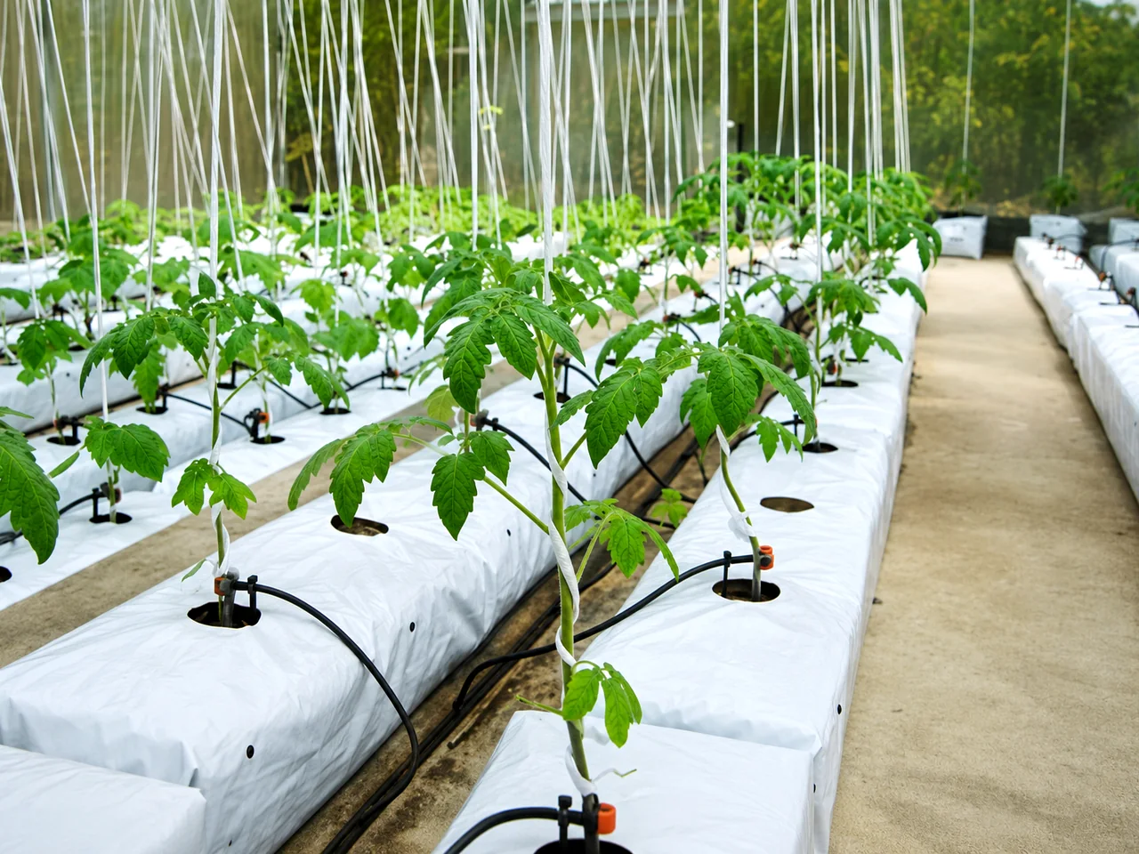 Grow Bags and Coir Slabs