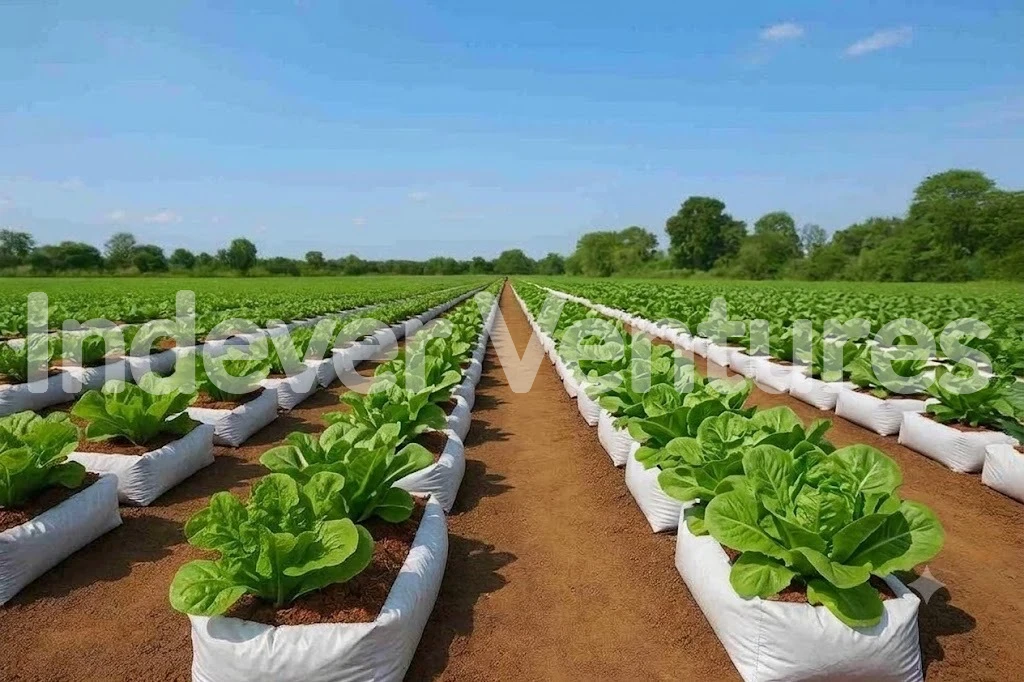 Open-field vegetable cultivation in cocopeat grow bags