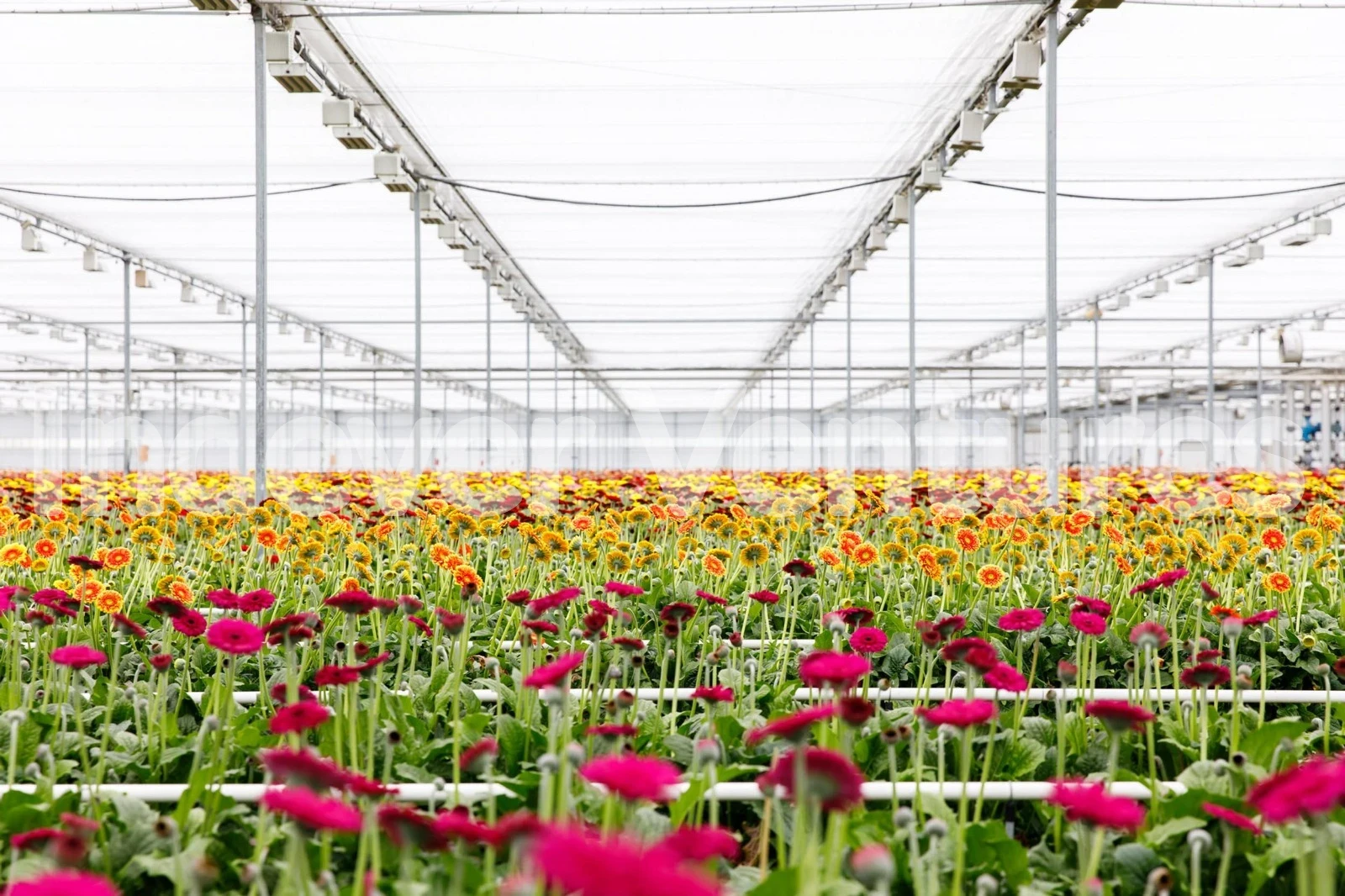 Commercial greenhouse flower cultivation