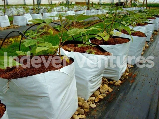 Plants growing in cocopeat grow bags