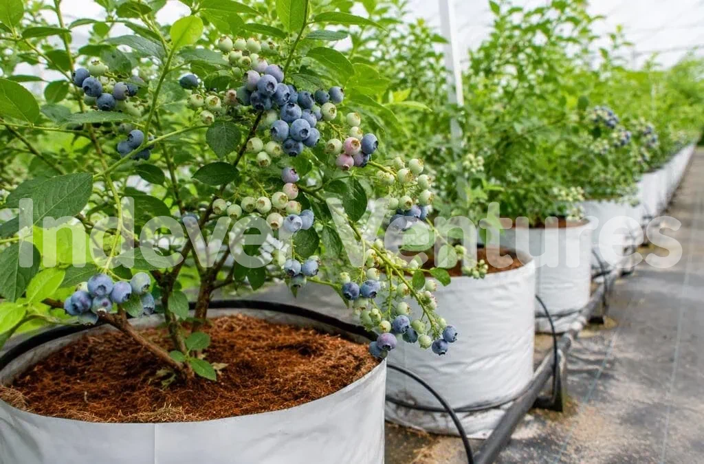 Blueberries growing in coco coir