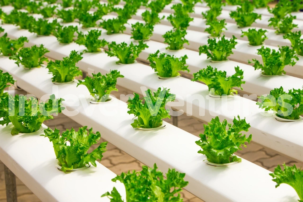 Hydroponic lettuce growing application