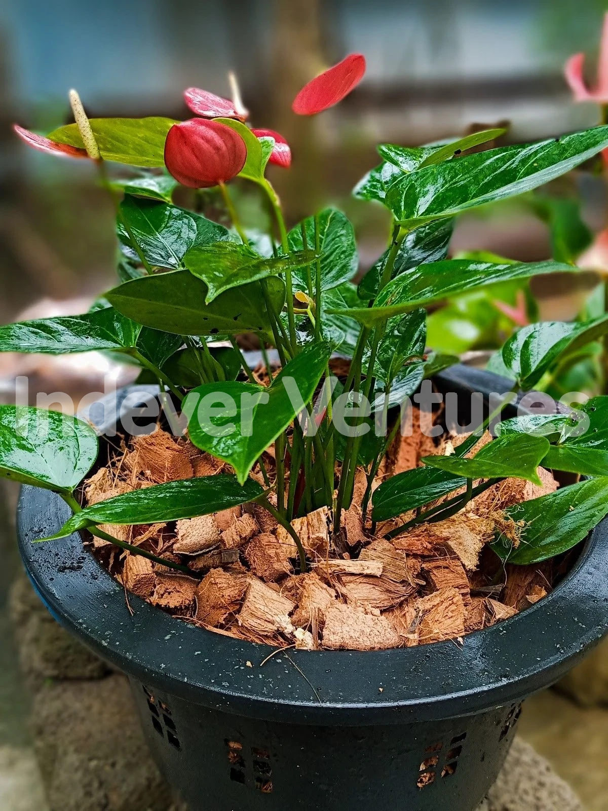 Anthurium growing in coco chip substrate