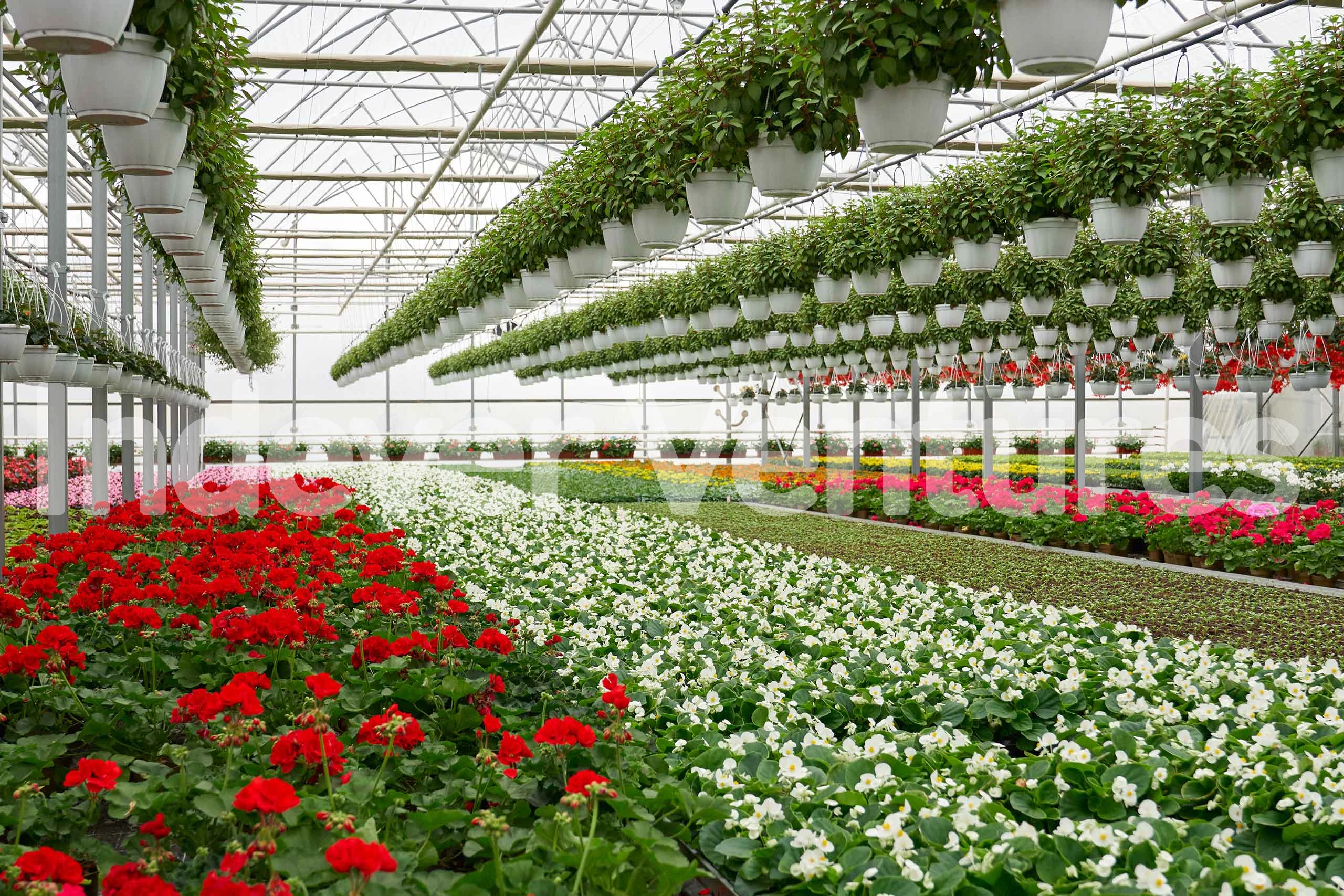 Flower nursery and hanging plants in a greenhouse